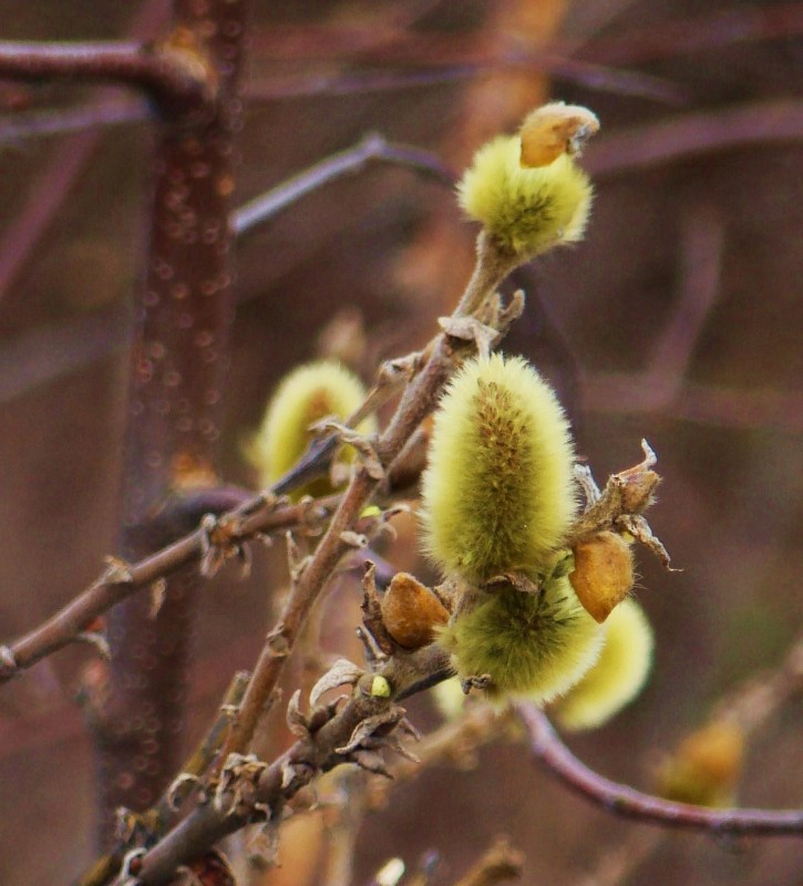 Image of Salix lanata specimen.