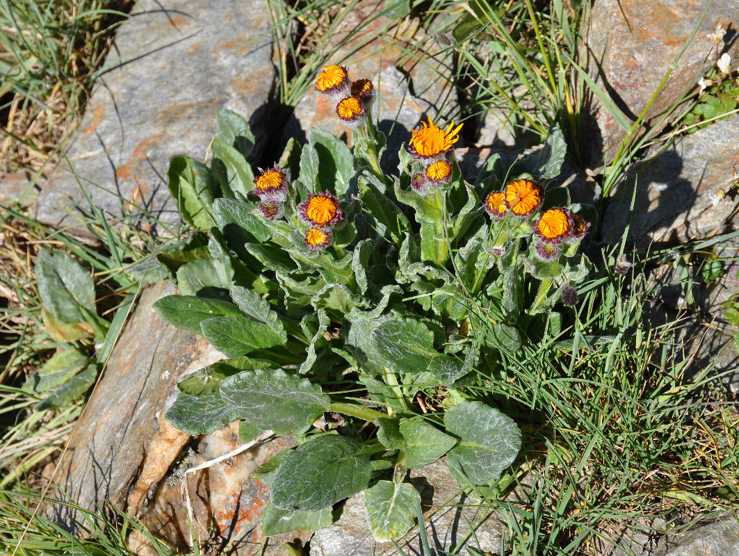 Image of Tephroseris karjaginii specimen.