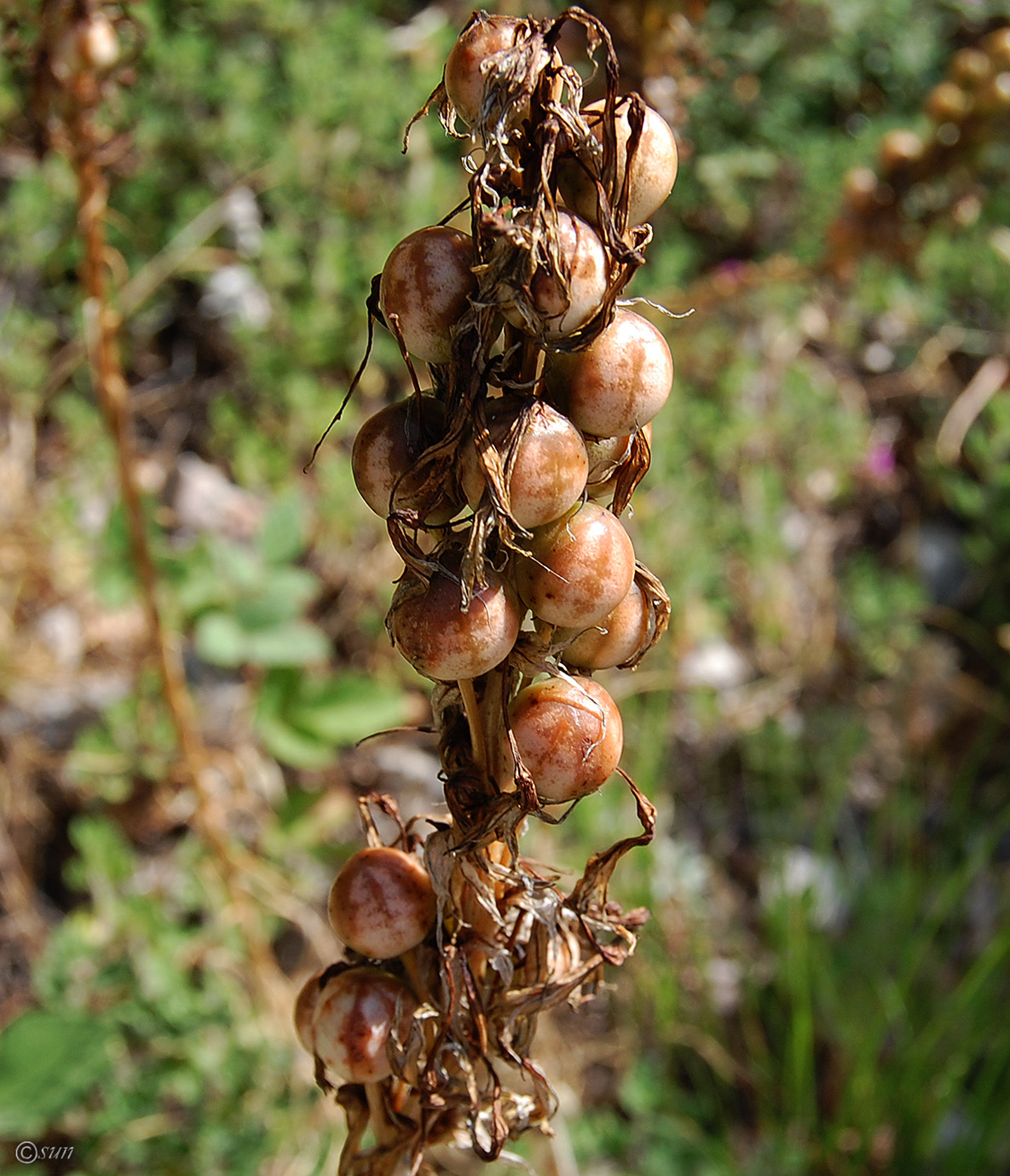 Image of Asphodeline lutea specimen.