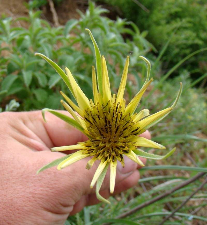 Image of Tragopogon dubius specimen.
