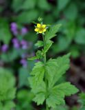 Geum urbanum. Верхушка цветущего растения. Крым, гора Чатырдаг (нижнее плато), опушка буково-грабового леса. 05.06.2016.