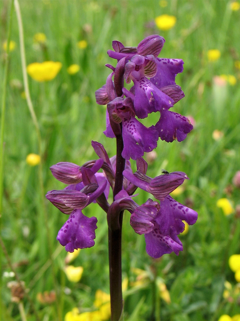 Изображение особи Anacamptis morio.