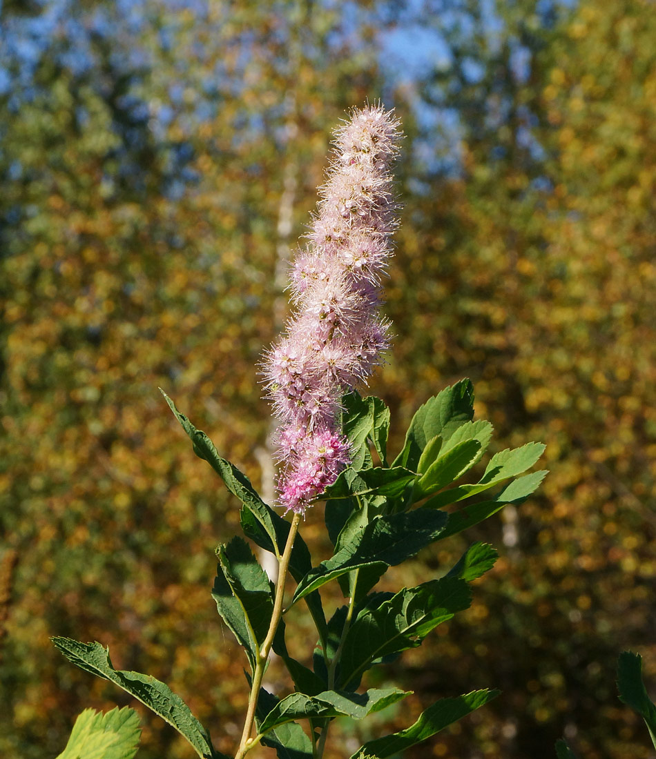 Image of genus Spiraea specimen.