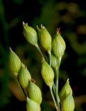 Panicum miliaceum