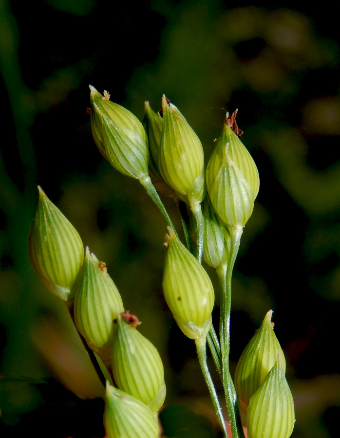 Image of Panicum miliaceum specimen.