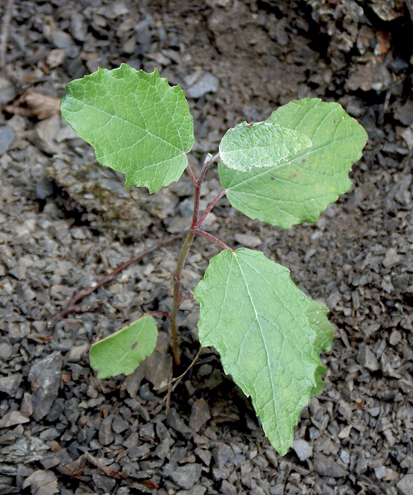Image of Populus alba specimen.