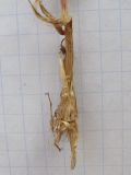 Poa bulbosa ssp. vivipara