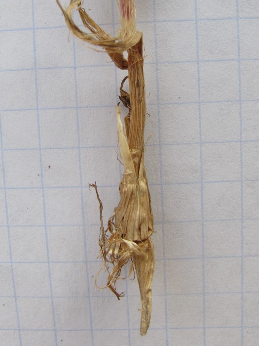 Image of Poa bulbosa ssp. vivipara specimen.