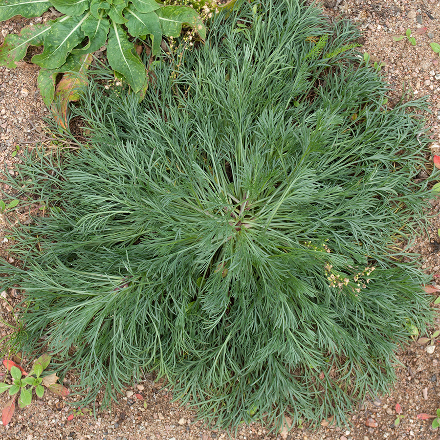 Image of Artemisia campestris specimen.