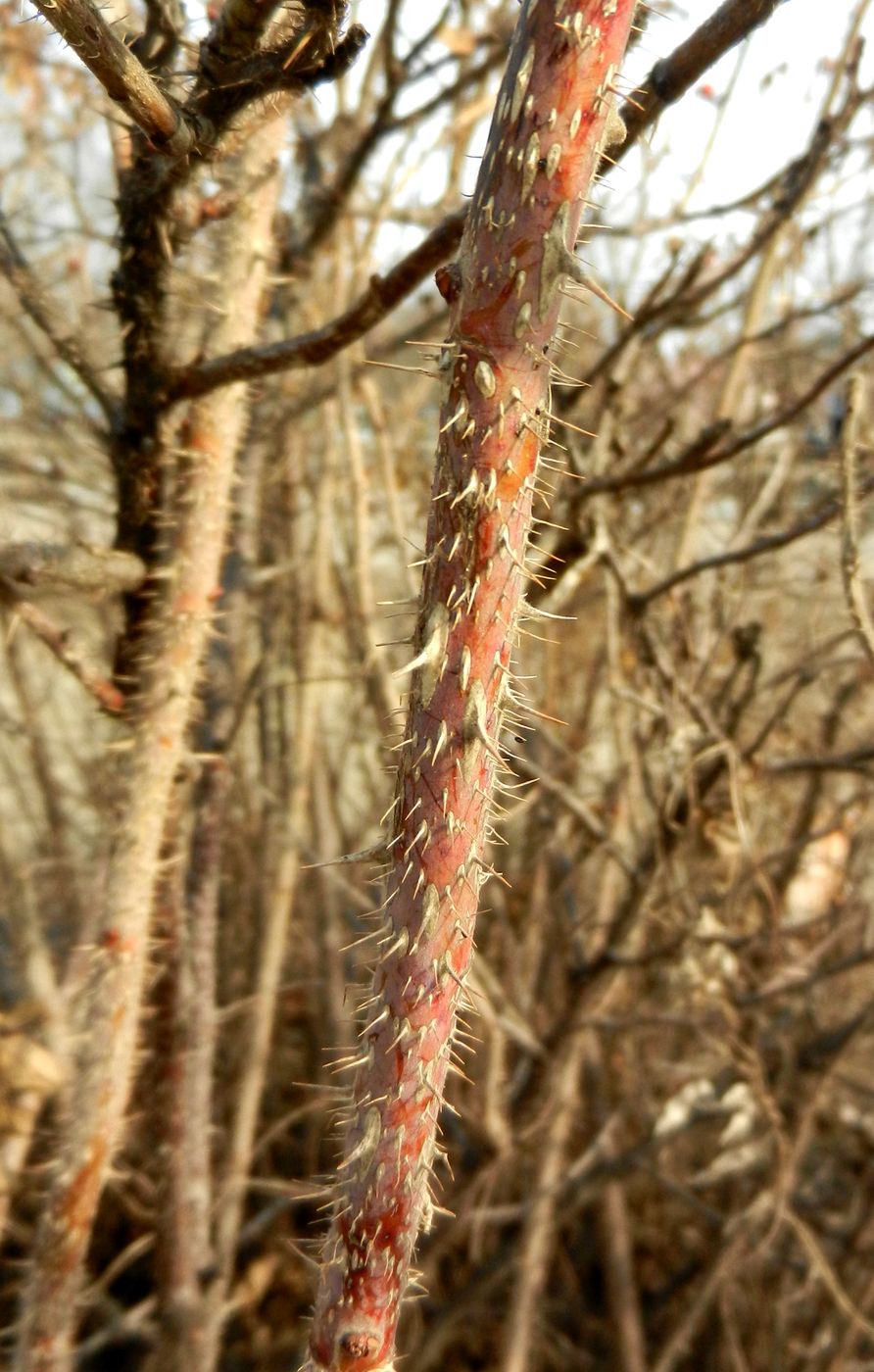 Image of Rosa rugosa specimen.