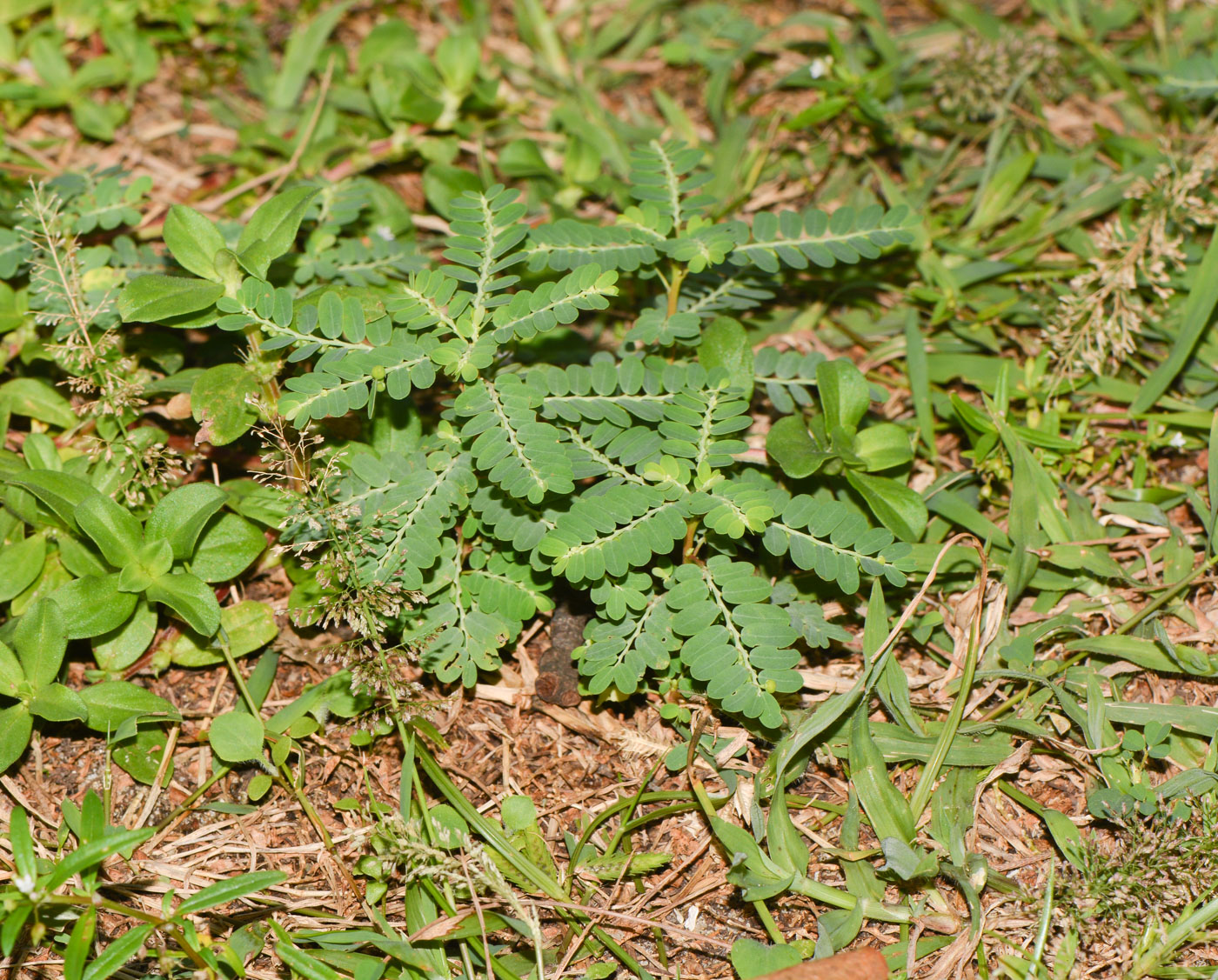 Image of Phyllanthus amarus specimen.