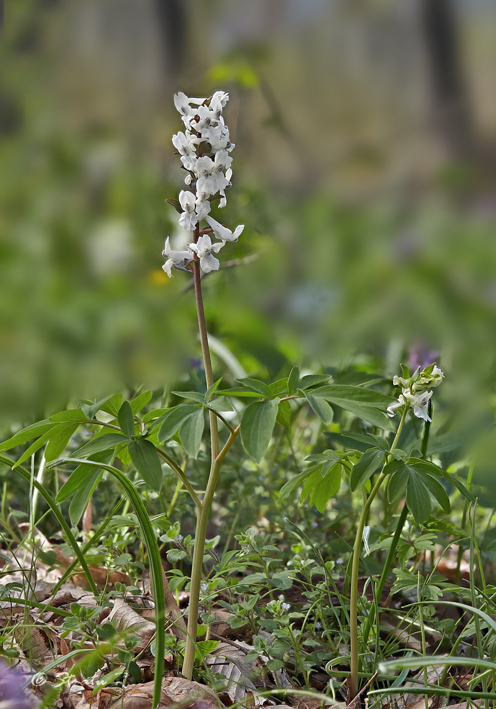 Image of Corydalis cava specimen.