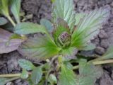 Ajuga reptans