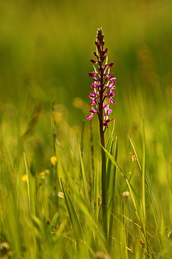 Image of Anacamptis laxiflora ssp. elegans specimen.