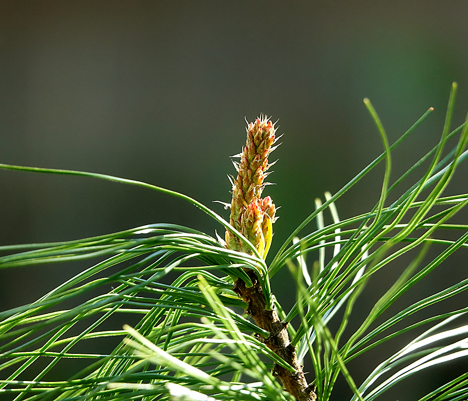 Изображение особи Pinus sylvestris.