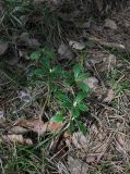 Chimaphila umbellata. Вегетирующие растения. Московская обл., Красногорский р-н, Лохин остров, сосновый лес с примесью березы. 20.05.2017.