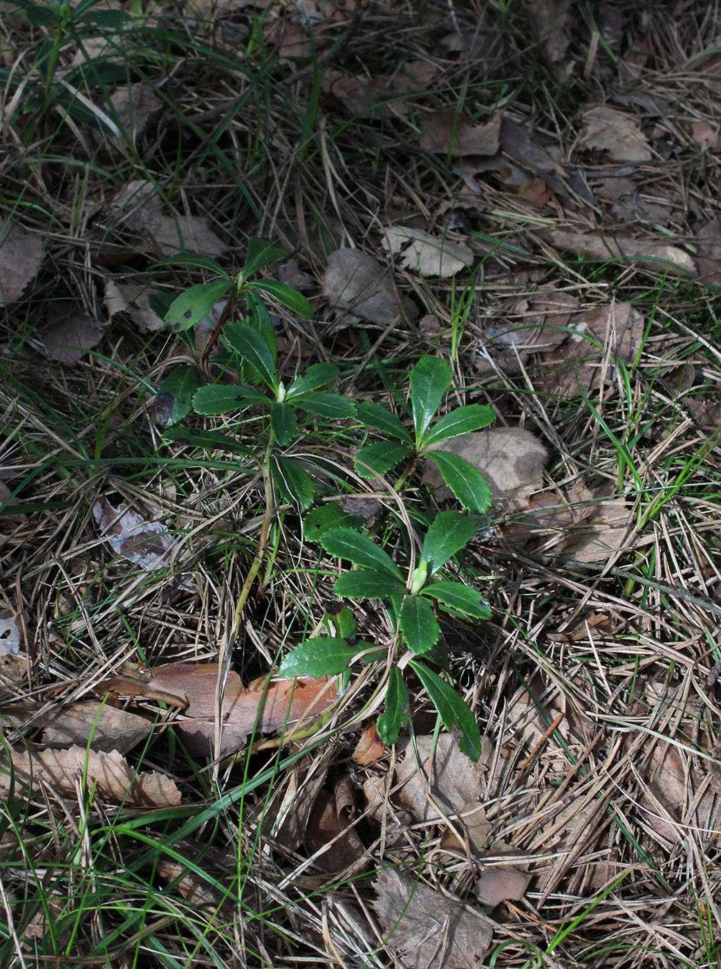 Image of Chimaphila umbellata specimen.