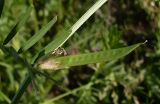 Vicia angustifolia. Часть побега с плодом. Ростовская обл., Азовский р-н, окр. пос. Беловодье, обочина дороги. 20.05.2017.