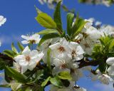 род Prunus. Часть цветущей ветки. Армения, храм Гарни, в культуре. 27.04.2017.