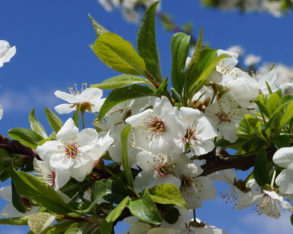 Изображение особи род Prunus.