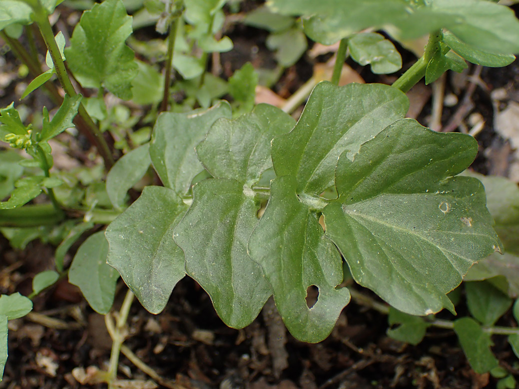 Image of Barbarea arcuata specimen.