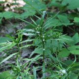 Achillea biserrata. Верхушки побегов с галлами. Краснодарский край, Абинский р-н, окр. пос. Новый, широколиственный лес. 13.06.2017.