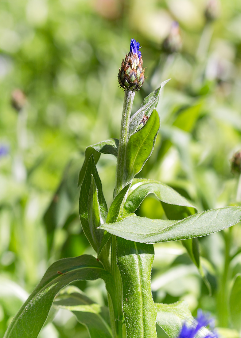 Изображение особи Centaurea montana.