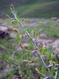 Atraphaxis pyrifolia