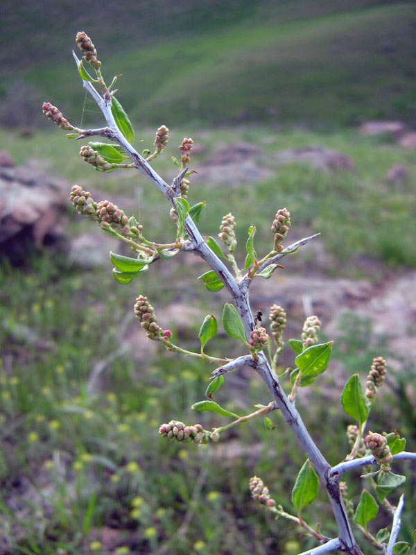 Изображение особи Atraphaxis pyrifolia.