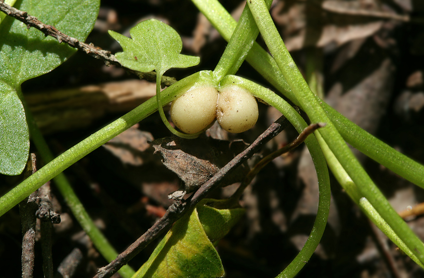 Image of Ficaria verna specimen.