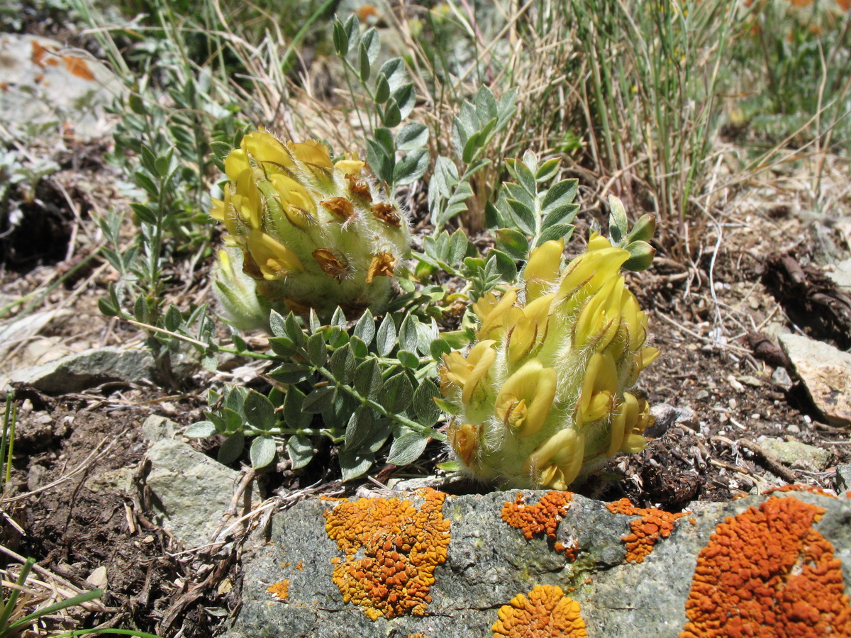 Изображение особи Astragalus aschuturi.