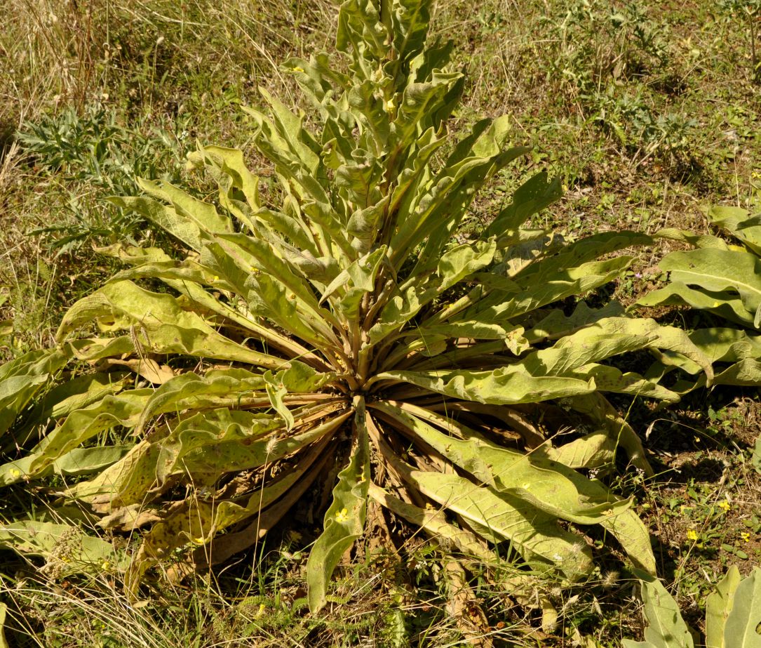 Image of Verbascum speciosum specimen.