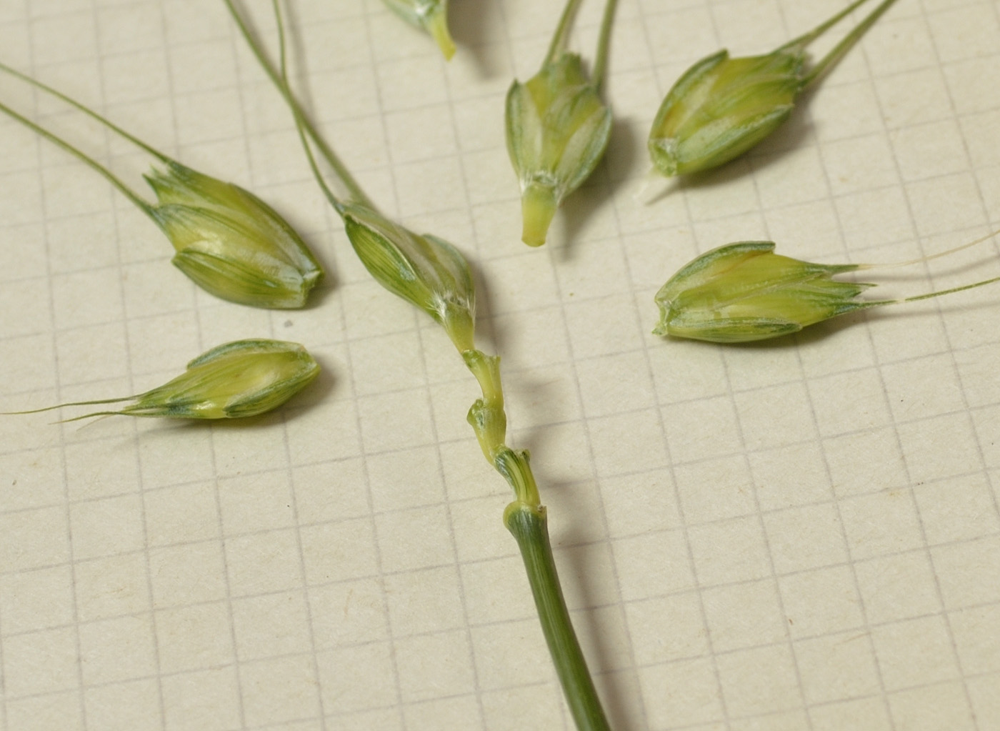 Image of Triticum volgense specimen.