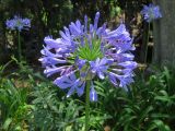 Agapanthus africanus