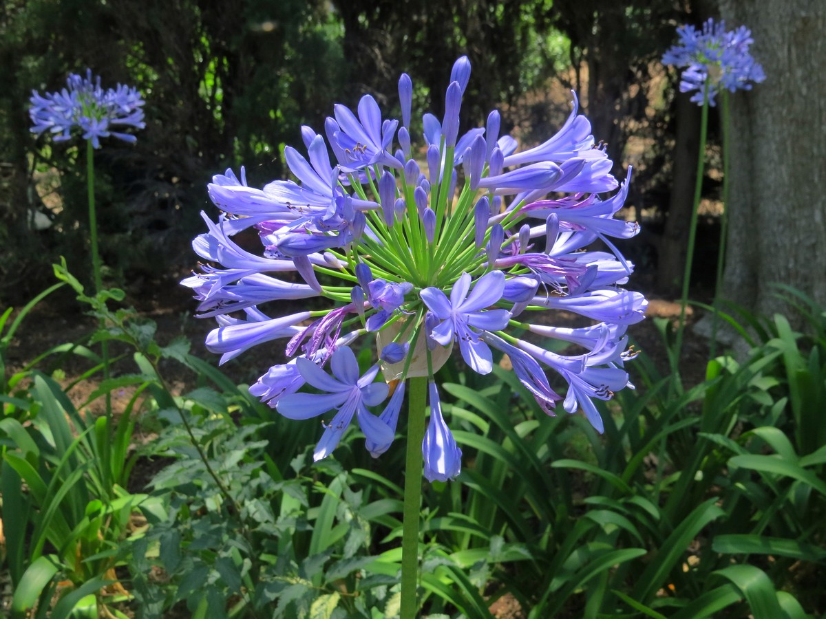 Image of Agapanthus africanus specimen.