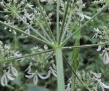 Heracleum chorodanum. Часть соцветия. Кабардино-Балкария, Эльбрусский р-н, долина р. Шхельда, ок. 2050 м н.у.м., среди Urtica dioica у тропы в лесу. 30.07.2017.