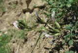 Astragalus demetrii