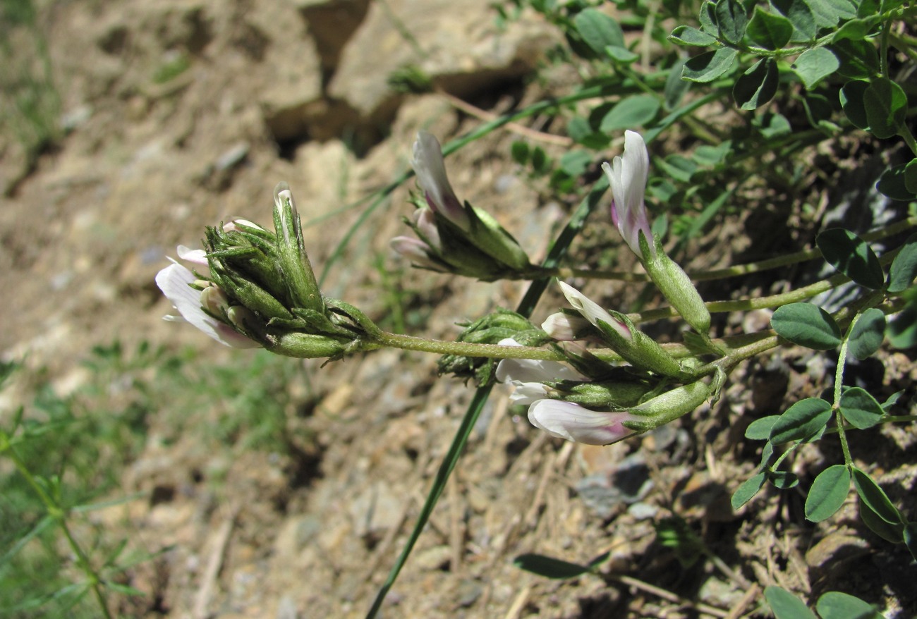 Изображение особи Astragalus demetrii.