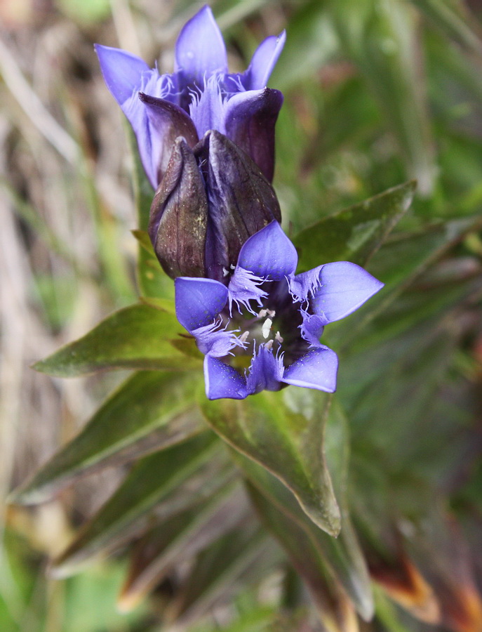 Image of Gentiana fischeri specimen.