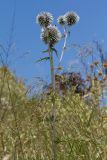 Echinops subspecies bithynicus
