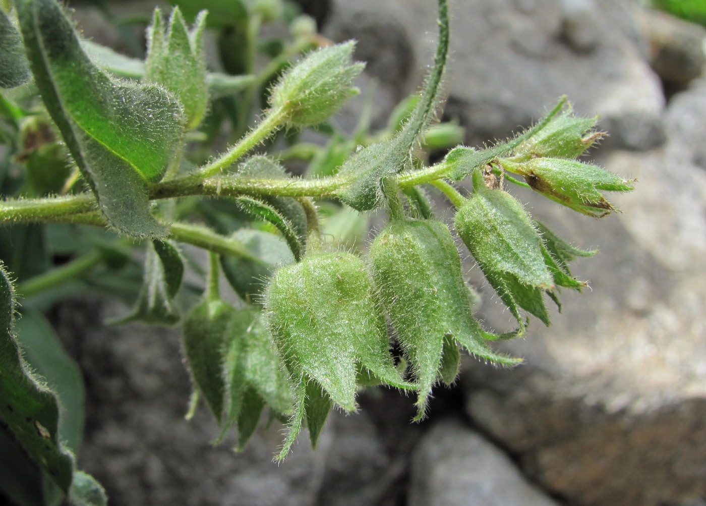 Image of Nonea intermedia specimen.