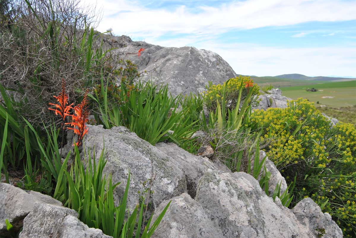 Image of Chasmanthe floribunda specimen.