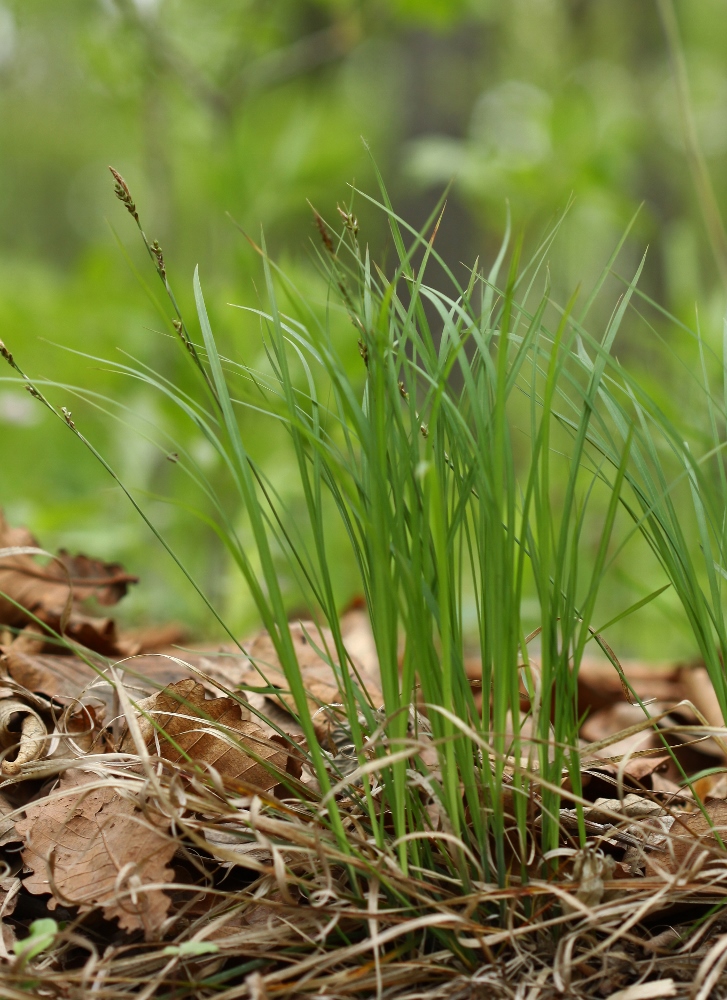 Изображение особи Carex lancibracteata.