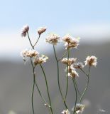 Limonium dichroanthum. Верхушки разветвленных цветоносов с доцветающими соцветиями. Кыргызстан, Нарынская обл., Ак-Талинский р-н, между пос. Байгончак и Угут; Внутренний Тянь-Шань, среднее течение р. Нарын, Нарынская котловина, денудационный шлейф северного макросклона хребта Байбиче-Тоо, долина реки Терек на последнем повороте перед выходом в долину Нарына, терраса под глинисто-известняковыми бедлендами (\"чапами\") из продуктов их эрозии; полынно-однолетнесолянковая пустыня на автоморфном солончаке, выс. 1707 м н.у.м. 31 июля 2017 г.