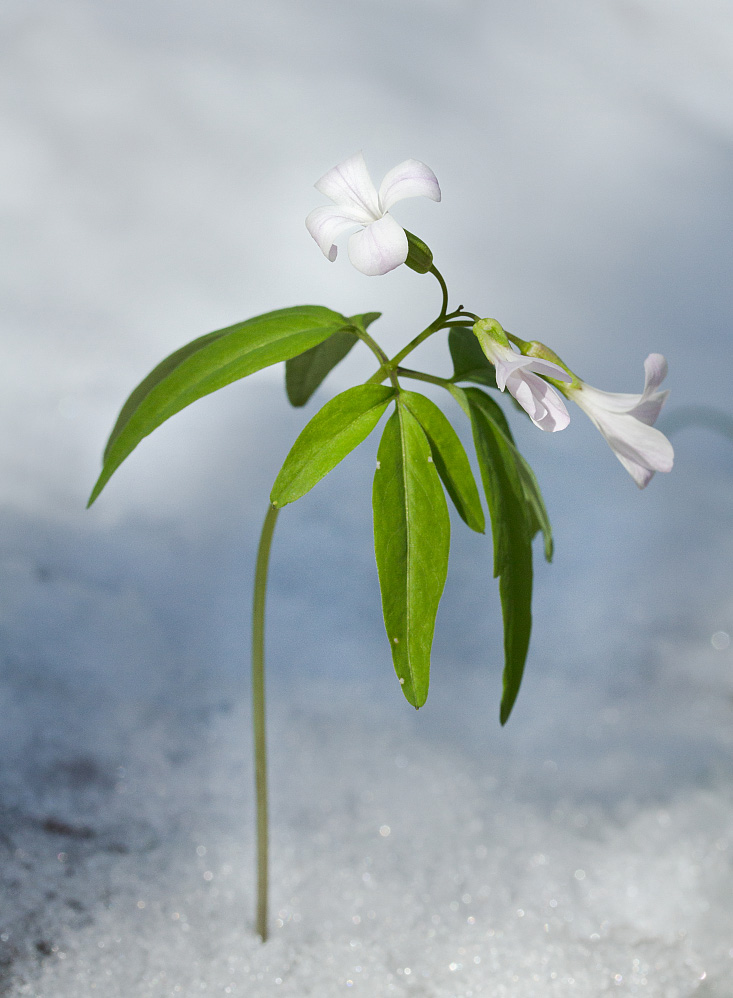 Image of Cardamine altaica specimen.