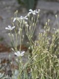 genus Cerastium