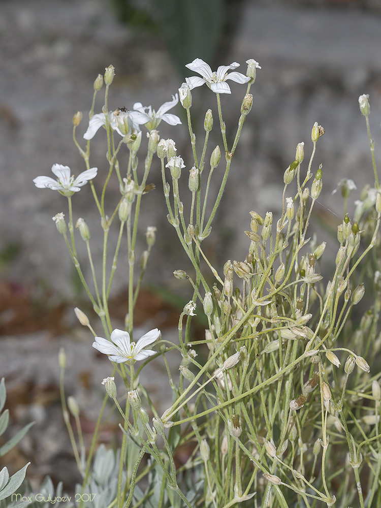 Image of genus Cerastium specimen.