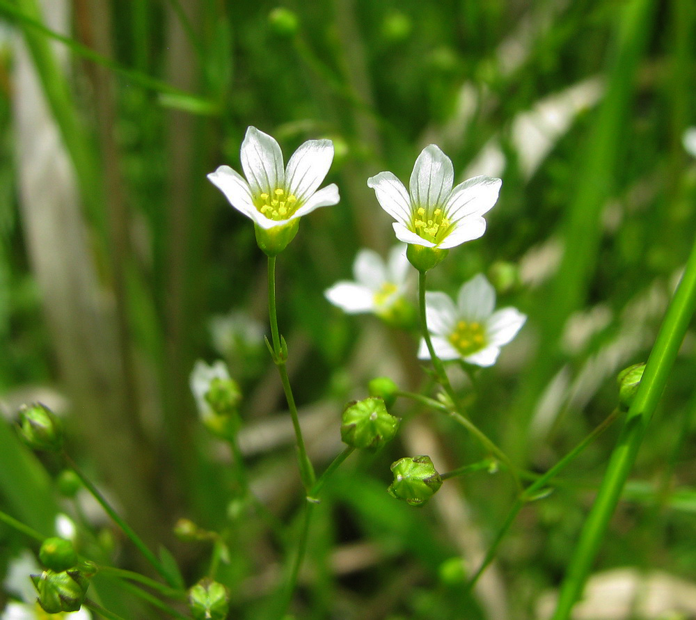 Изображение особи Linum catharticum.