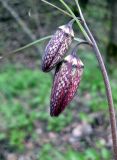 Fritillaria ruthenica. Верхушка растения с бутонами. Украина, Черкасская обл., Каневский р-н, Региональный ландшафтный парк \"Трахтемиров\", среди кустарников. 24 апреля 2010 г.