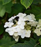 Hydrangea quercifolia